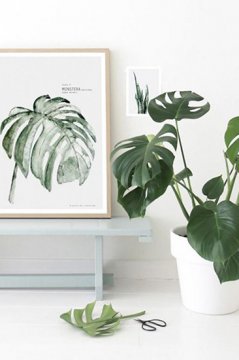 植物只能放陽臺?看看這些盆栽，室內(nèi)也擁有綠色